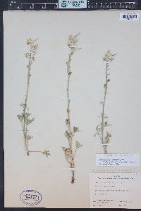 Delphinium carolinianum subsp. virescens image