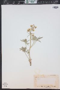 Delphinium carolinianum subsp. virescens image