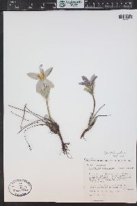 Pulsatilla patens subsp. multifida image