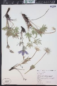 Pulsatilla patens subsp. multifida image