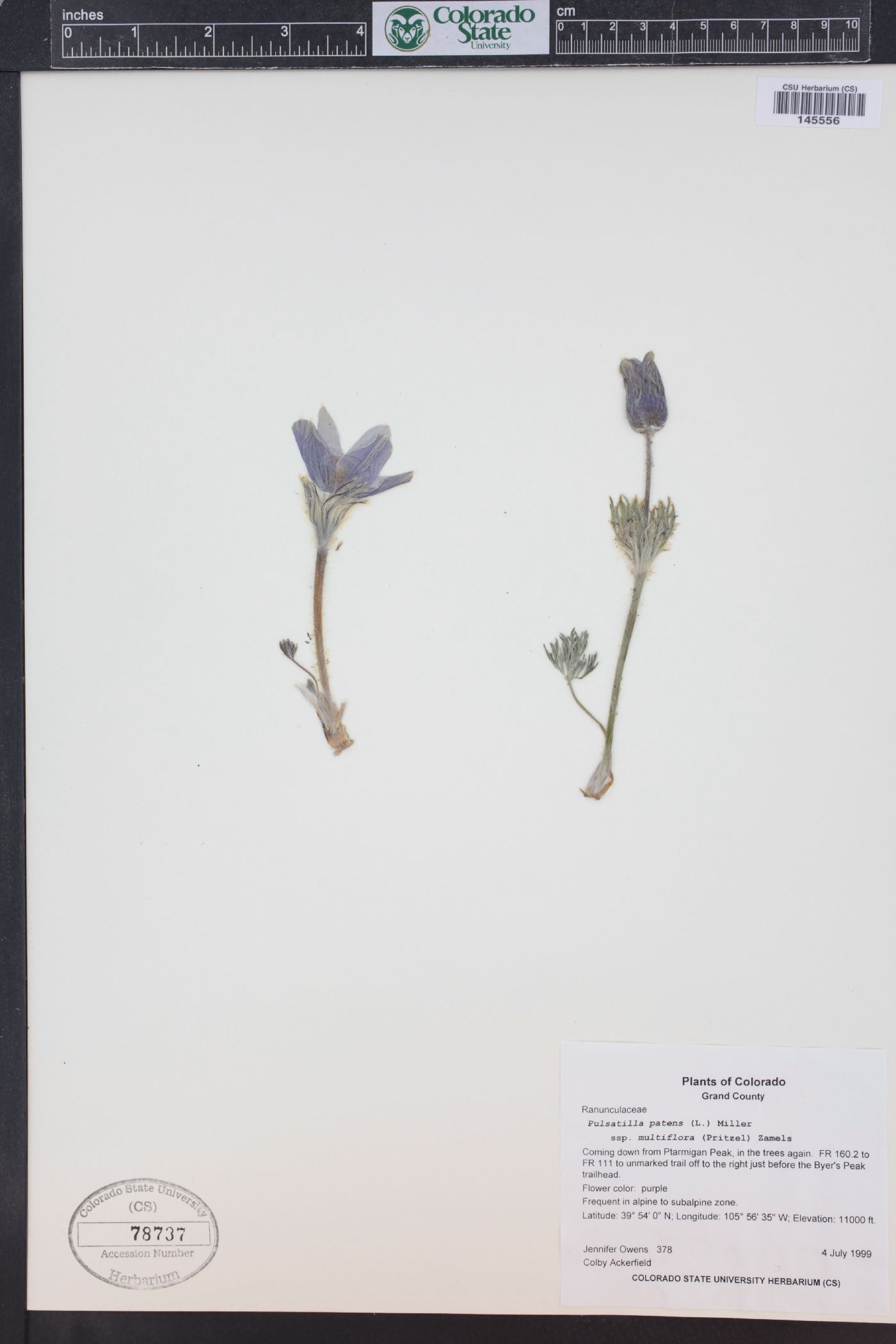 Pulsatilla patens subsp. multifida image