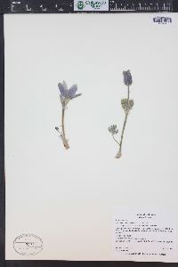 Pulsatilla patens subsp. multifida image