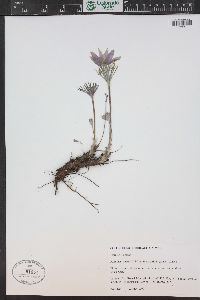 Pulsatilla patens image