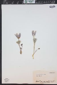 Pulsatilla patens subsp. multifida image