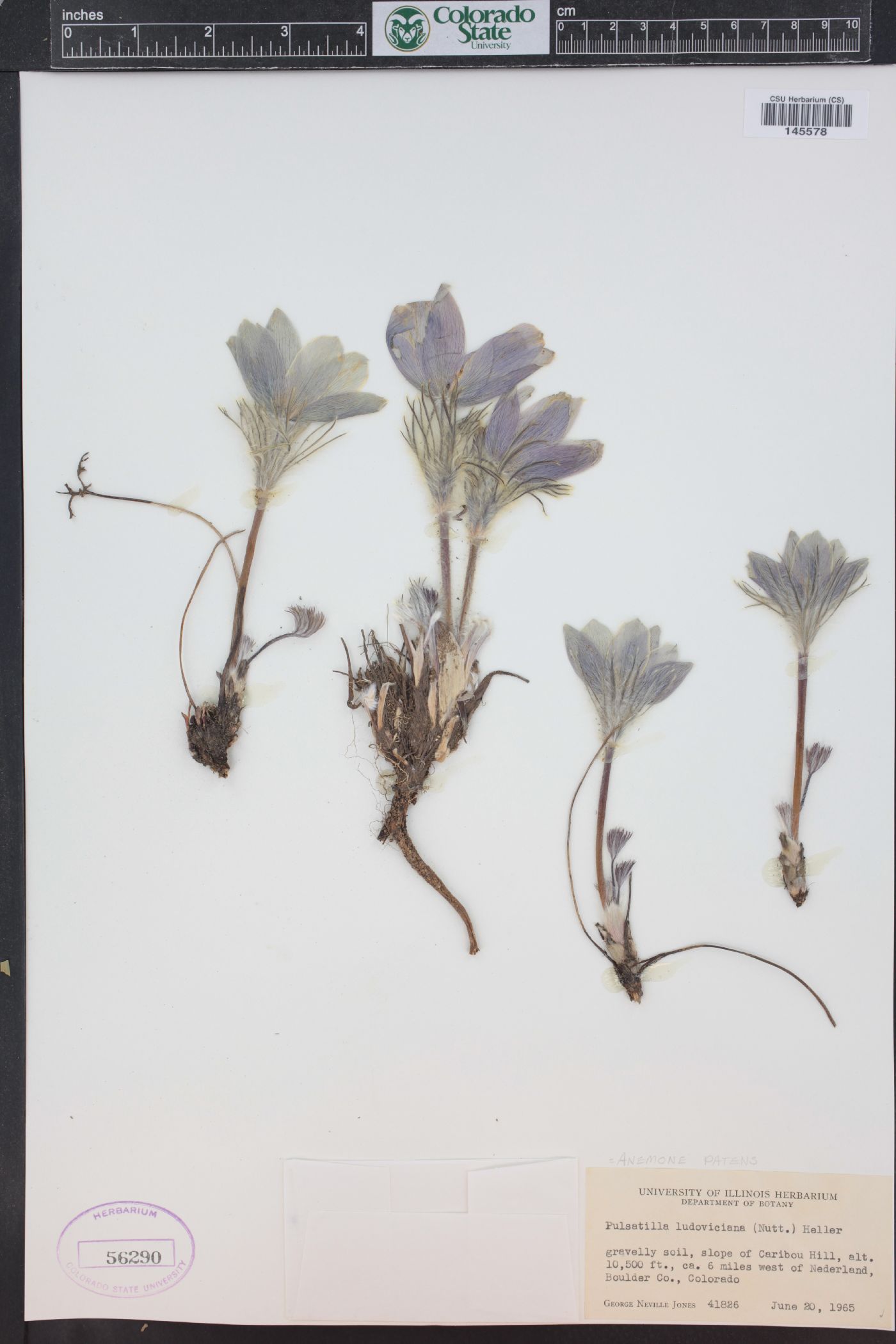 Pulsatilla patens subsp. multifida image