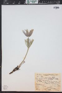 Pulsatilla patens image