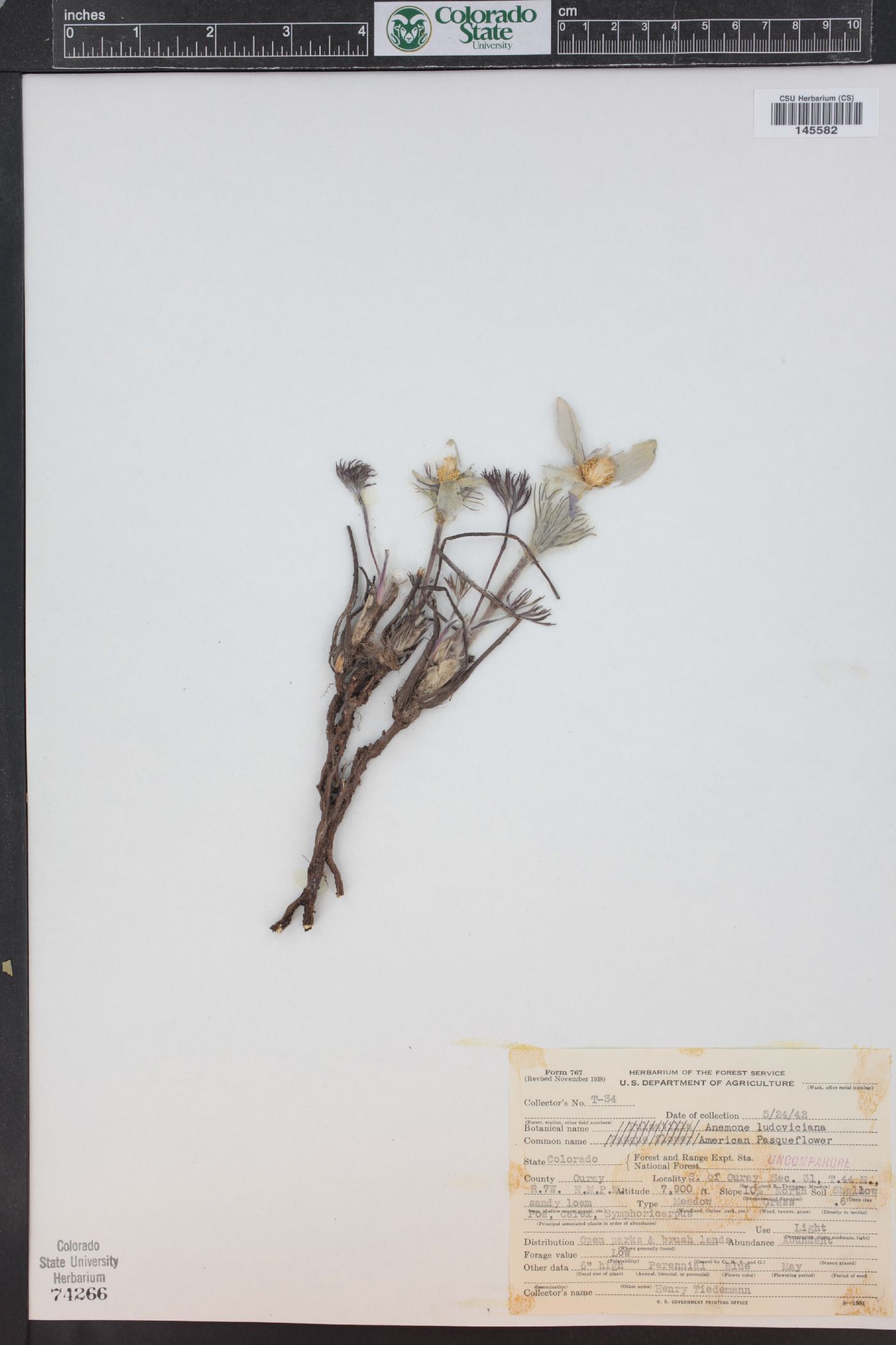 Pulsatilla patens subsp. multifida image