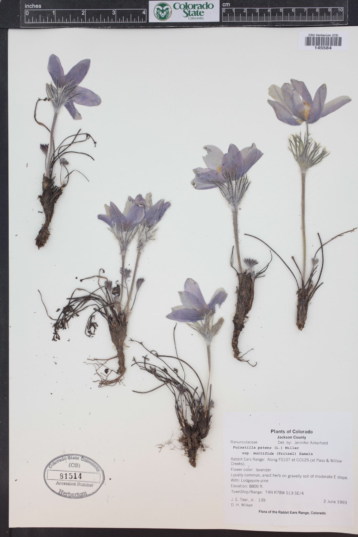 Pulsatilla patens subsp. multifida image