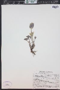 Pulsatilla patens image