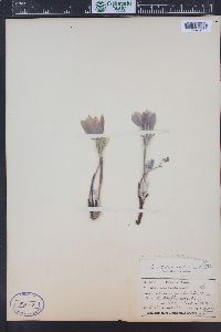 Pulsatilla patens subsp. multifida image