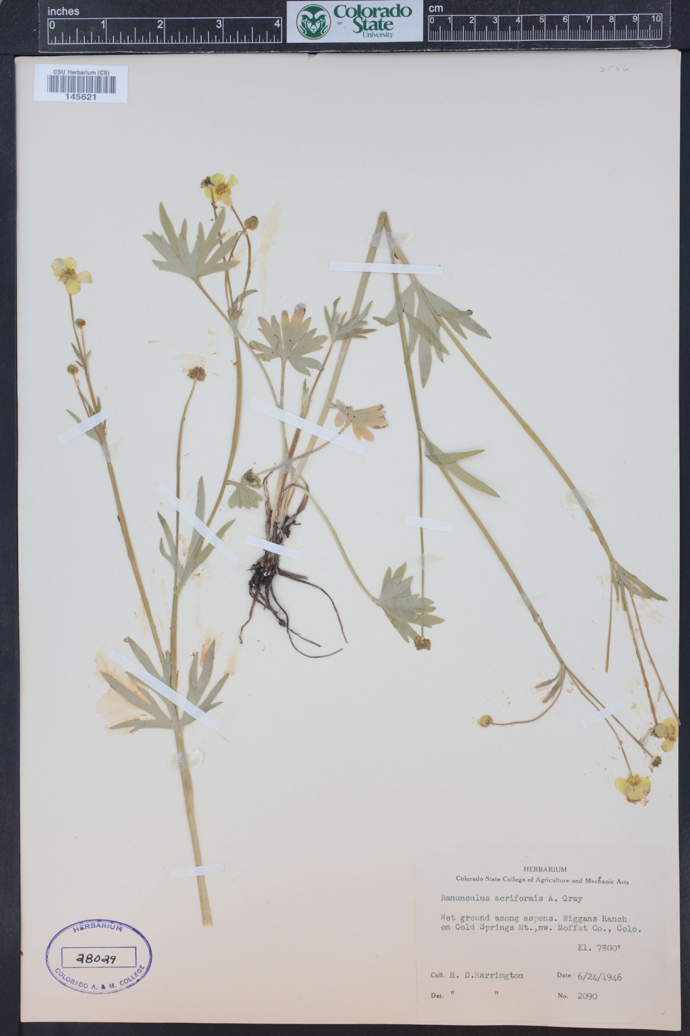 Ranunculus acriformis image