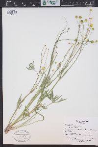 Ranunculus acriformis image