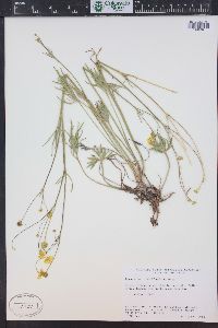 Ranunculus acriformis image