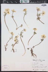 Ranunculus adoneus image