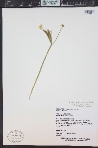 Ranunculus alismifolius var. montanus image