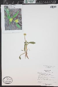 Ranunculus alismifolius image