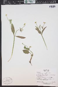 Ranunculus alismifolius var. montanus image