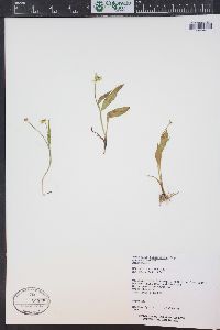 Ranunculus alismifolius var. montanus image