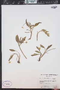 Ranunculus alismifolius image