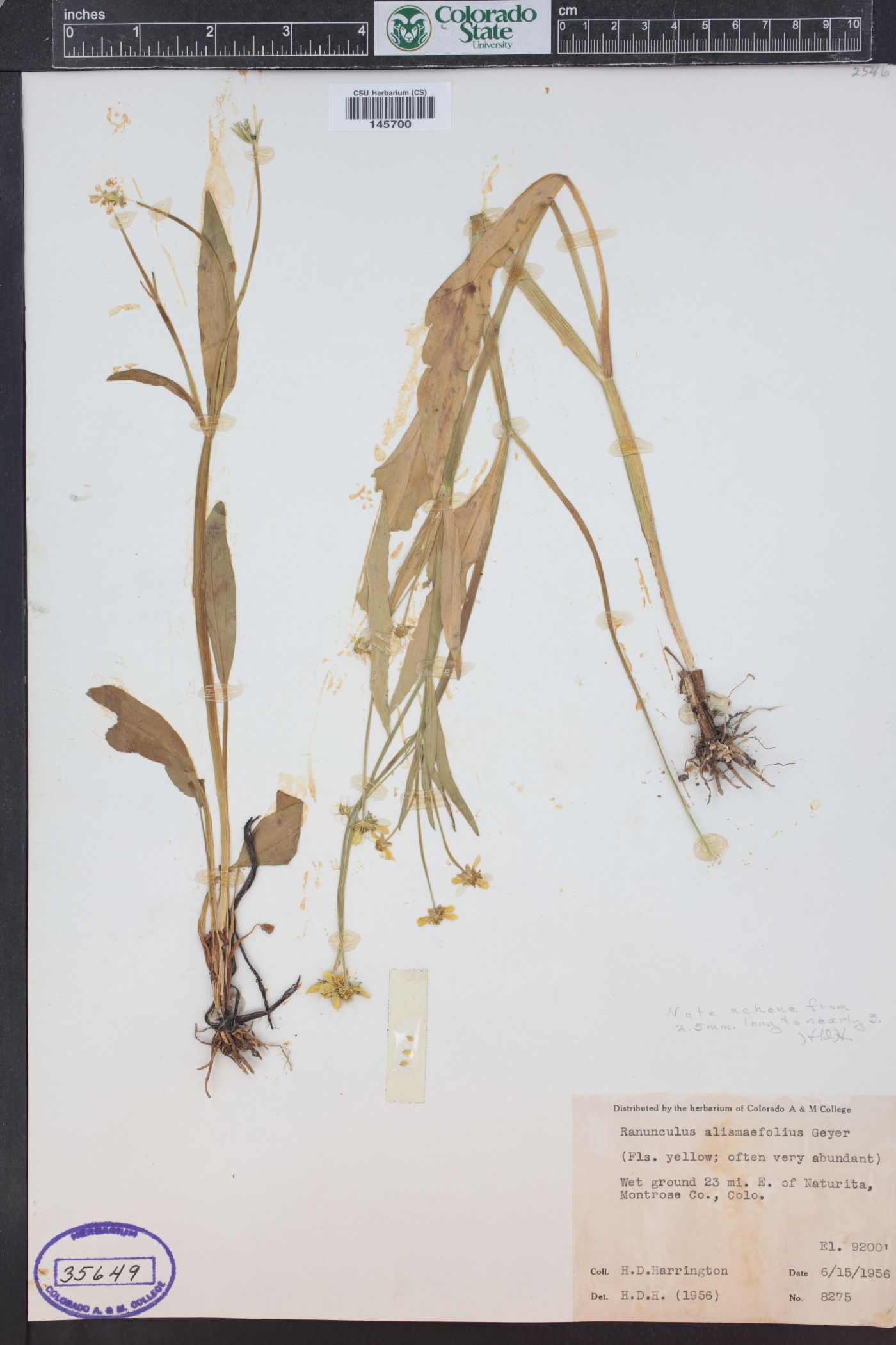 Ranunculus alismifolius var. montanus image