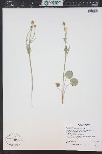 Ranunculus cardiophyllus image