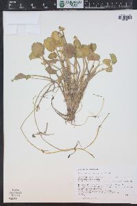 Ranunculus cymbalaria image