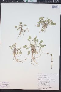 Ranunculus cymbalaria image