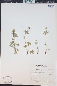 Ranunculus eschscholtzii image