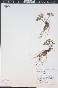 Ranunculus eschscholtzii image