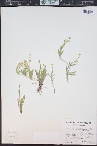 Ranunculus flammula var. ovalis image