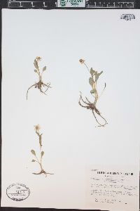 Ranunculus glaberrimus image