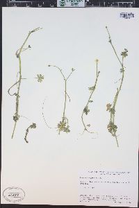 Ranunculus gmelinii image