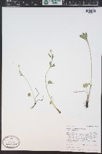 Ranunculus inamoenus image