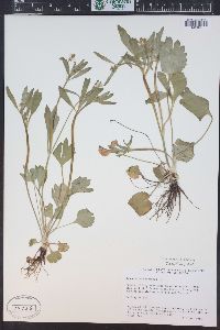 Ranunculus inamoenus image