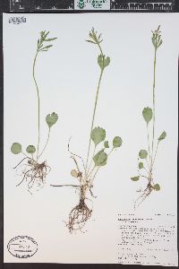 Ranunculus inamoenus image