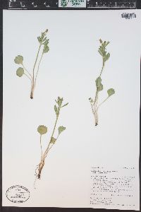 Ranunculus inamoenus image