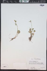 Ranunculus inamoenus image