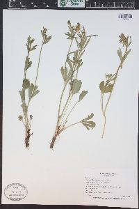 Ranunculus inamoenus image