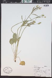 Ranunculus inamoenus image