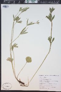 Ranunculus inamoenus image