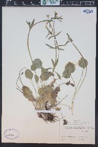 Ranunculus inamoenus image