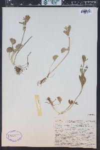 Ranunculus inamoenus image