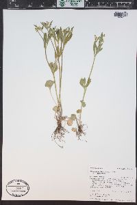 Ranunculus inamoenus image