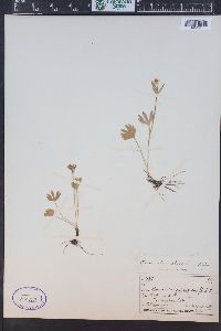 Ranunculus inamoenus image