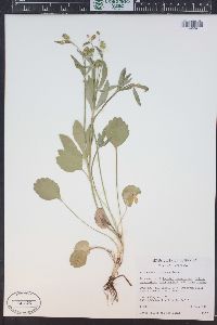 Ranunculus inamoenus image