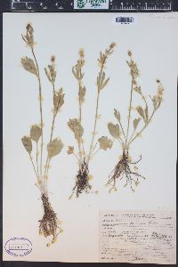 Ranunculus inamoenus image