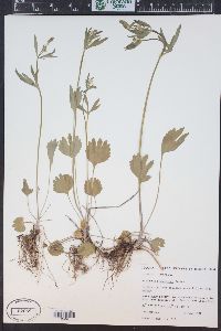 Ranunculus inamoenus image