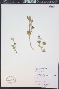 Ranunculus inamoenus image