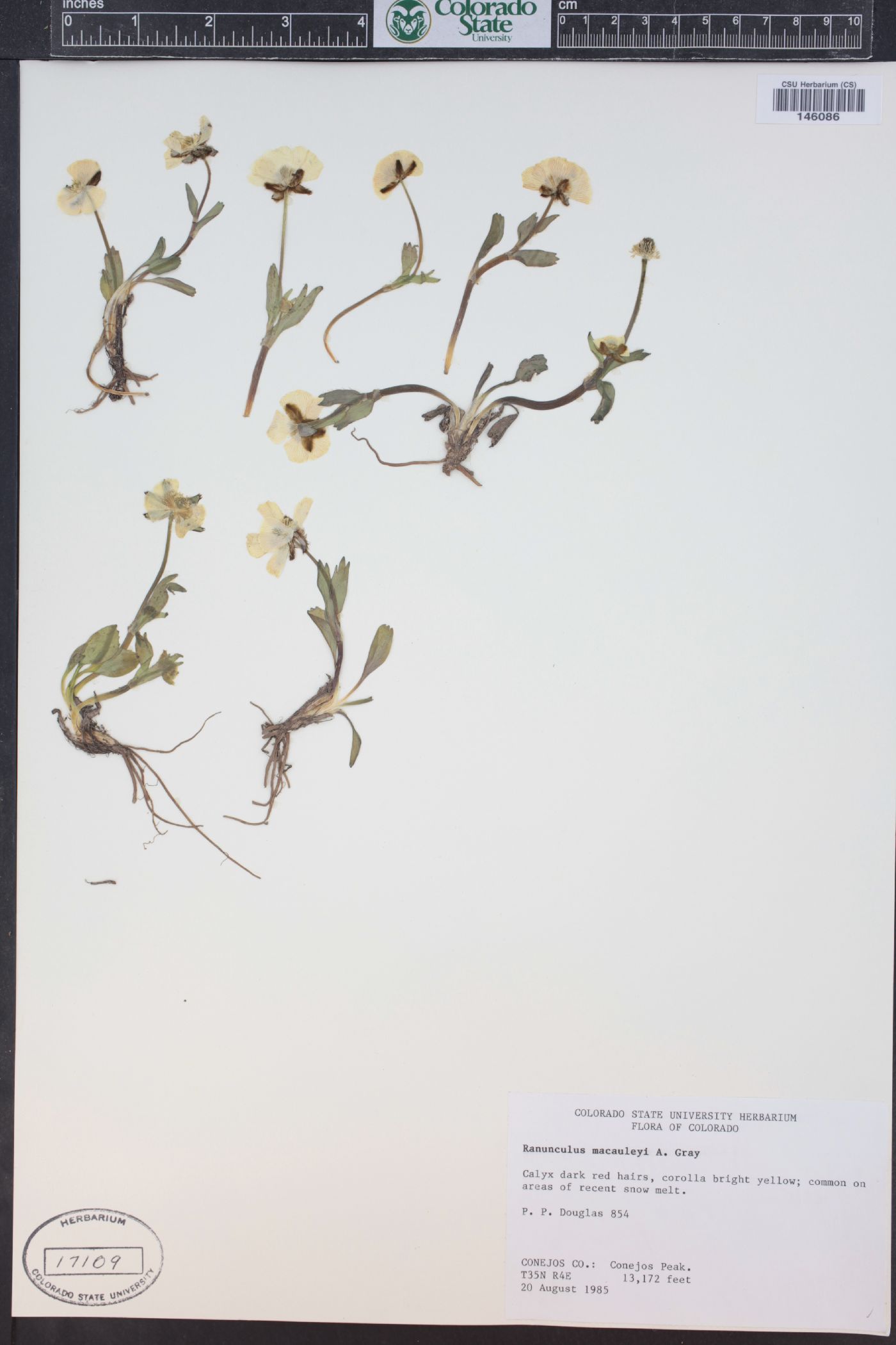 Ranunculus macauleyi image