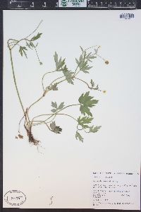 Ranunculus macounii image